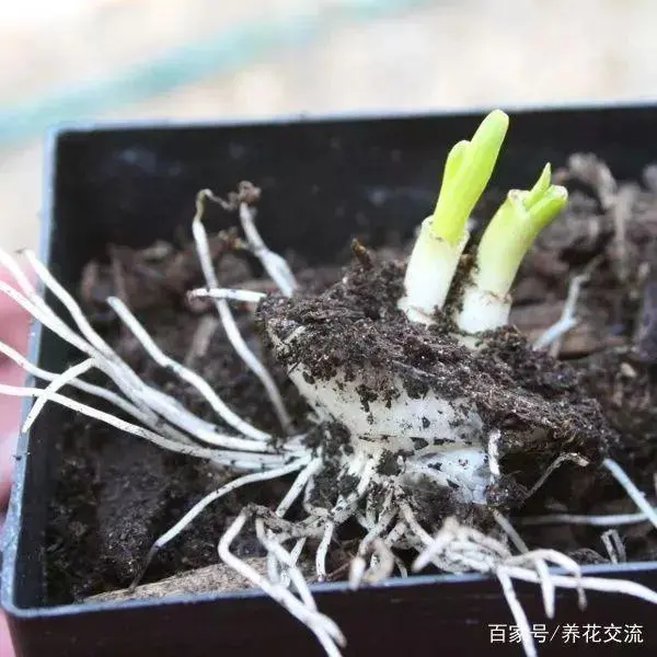 洋葱头的种植技术_洋葱头怎么种盆栽_洋葱头怎么栽