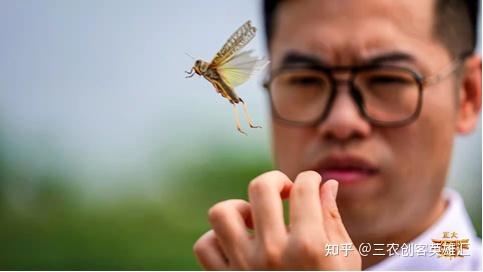 养殖蚂蚱蝗虫技术要点_蚂蚱养殖户_蝗虫和蚂蚱养殖技术