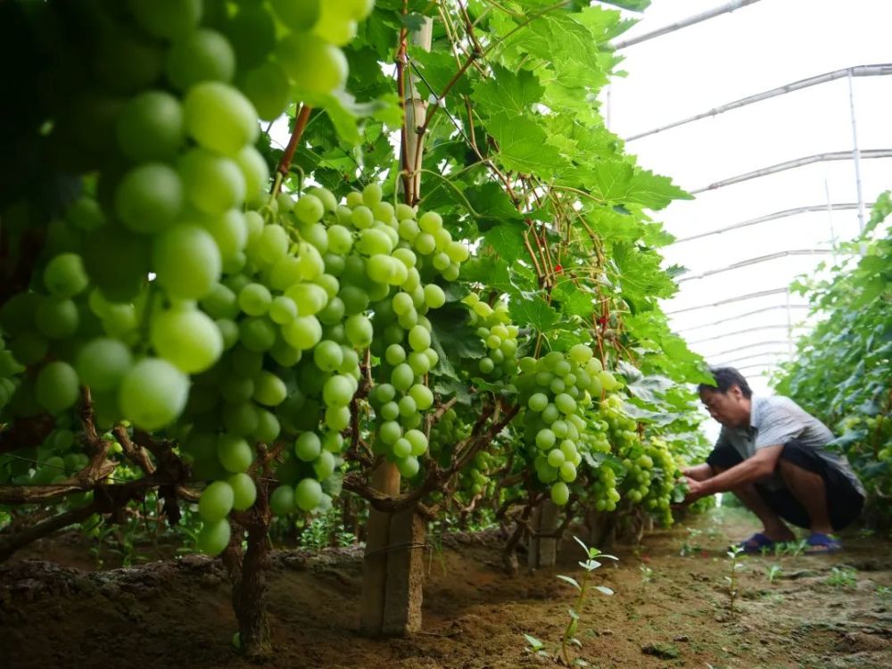 种植瓜菜助力乡村振兴_瓜娄种植利润_每日农经致富经种瓜