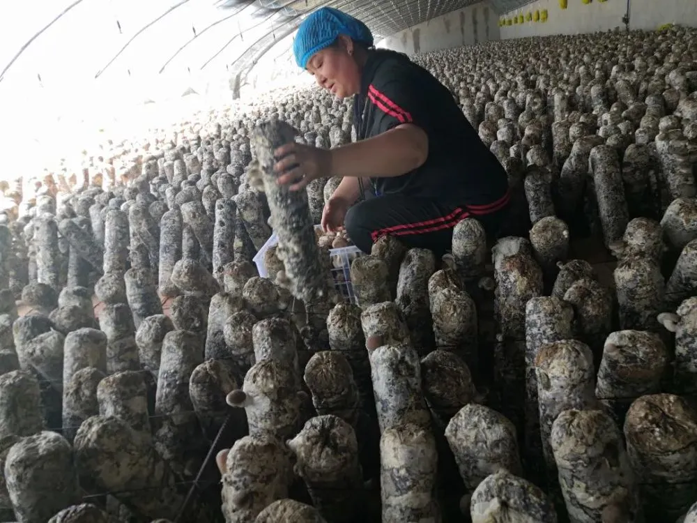 瓜娄种植利润_种植瓜菜助力乡村振兴_每日农经致富经种瓜
