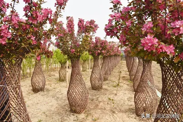 致富种植盆景技术视频教程_致富经盆景种植技术_盆栽致富