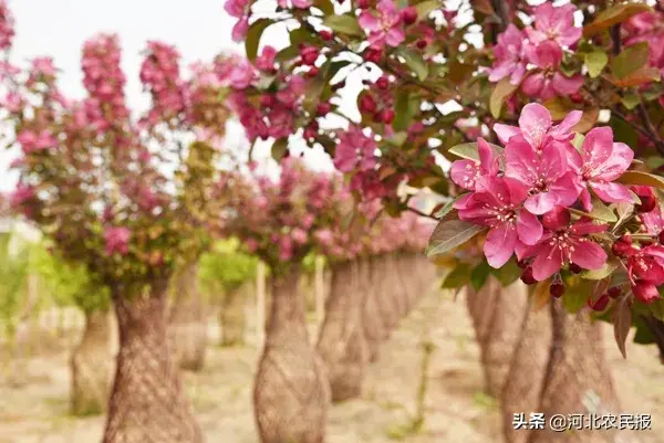 致富经盆景种植技术_致富种植盆景技术视频教程_盆栽致富