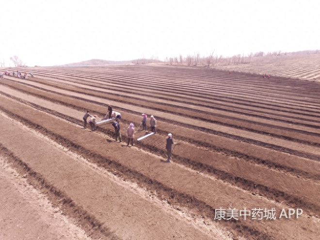 涨见识！探访人工种植人参的过程，繁琐且费时