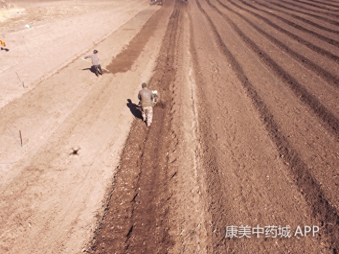 涨见识！探访人工种植人参的过程，繁琐且费时