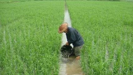 养殖泥鳅富豪_泥鳅养殖户抱团致富_致富经牛粪养泥鳅