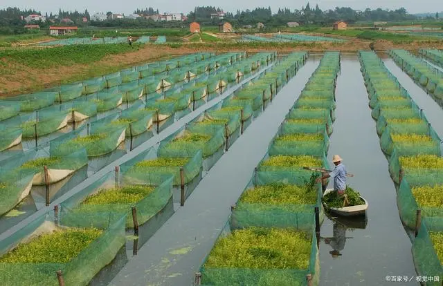 小龙虾深水养殖技术_龙虾养殖深水技术小视频_龙虾养殖深水技术小结