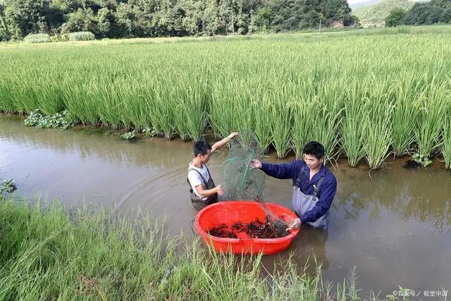 龙虾养殖深水技术小视频_龙虾养殖深水技术小结_小龙虾深水养殖技术