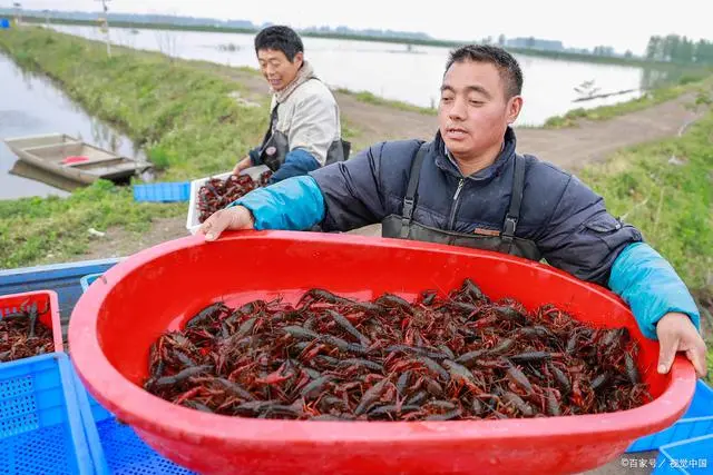 龙虾养殖深水技术小结_龙虾养殖深水技术小视频_小龙虾深水养殖技术