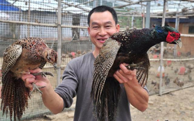 年销近百万元！平远这个村用七彩山鸡“啄“开致富门...