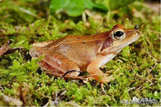 泥鳅养殖致富_致富经牛粪养泥鳅_农村养殖泥鳅