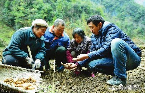 致富经牛粪养泥鳅_农村养殖泥鳅_泥鳅养殖致富