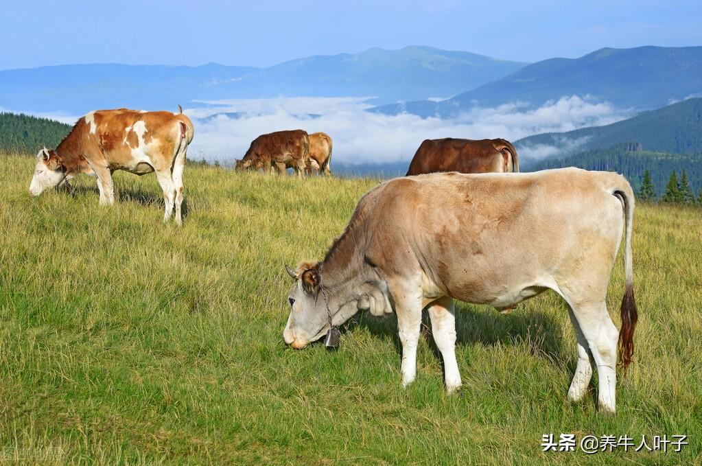 泥鳅养殖致富_致富经牛粪养泥鳅_养殖泥鳅富豪