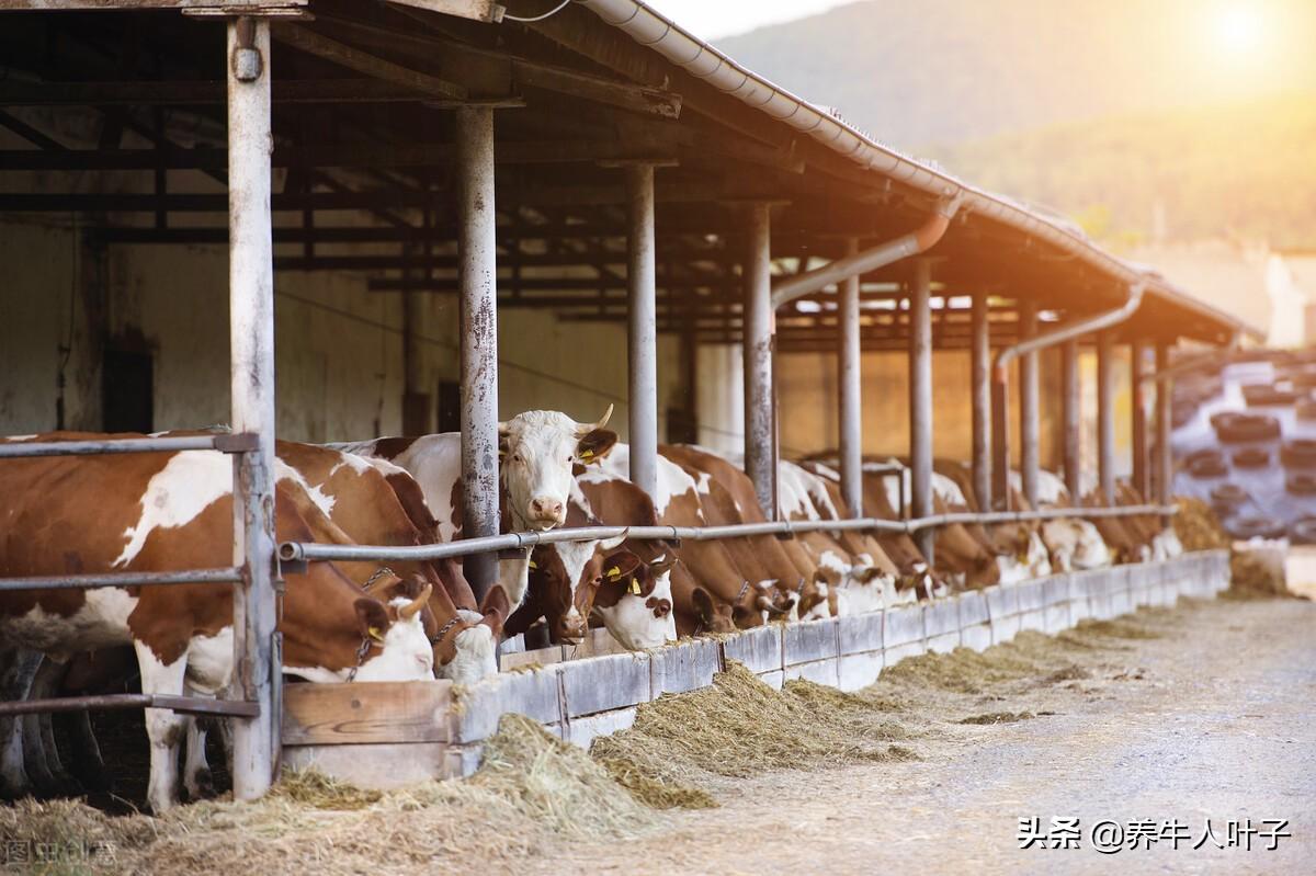 致富经牛粪养泥鳅_泥鳅养殖致富_养殖泥鳅富豪