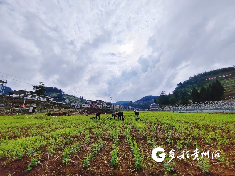 致富经豌豆尖尖种植_豌豆尖种植技术视频_种植豌豆尖注意事项