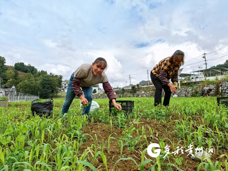 致富经豌豆尖尖种植_豌豆尖种植技术视频_种植豌豆尖注意事项