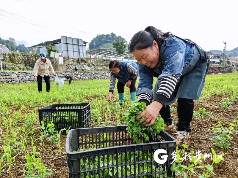 种植豌豆尖注意事项_致富经豌豆尖尖种植_豌豆尖种植技术视频