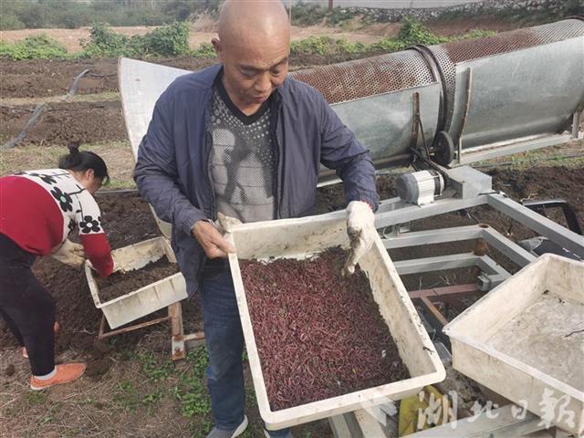 养殖泥鳅富豪_泥鳅养殖致富_致富经牛粪养泥鳅