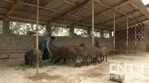 致富经野猪养殖_致富经野猪饶_致富经野猪配家猪