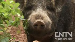 致富经野猪养殖_致富经野猪配家猪_致富经野猪饶