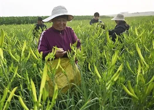 黄花菜致富花_种植黄花菜效益怎么样_致富经黄花菜种植