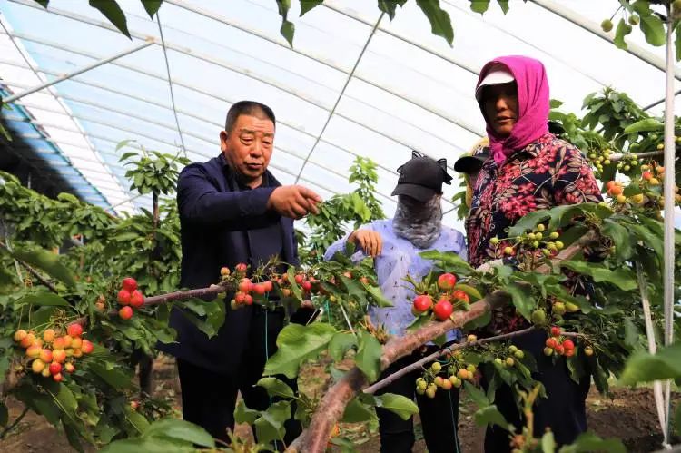 种樱桃大棚一年多少钱_大棚樱桃种植致富_大棚樱桃种植技术