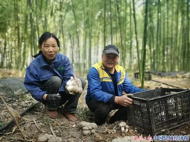 致富经培磨姑_致富经蘑菇_致富经菌菇种植