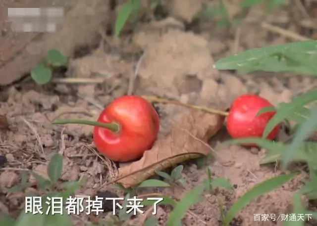 大棚樱桃种植致富_种樱桃大棚一年多少钱_致富大棚种植樱桃视频