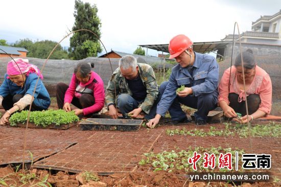 曲靖炎方乡当归种植：因电得水回归繁荣