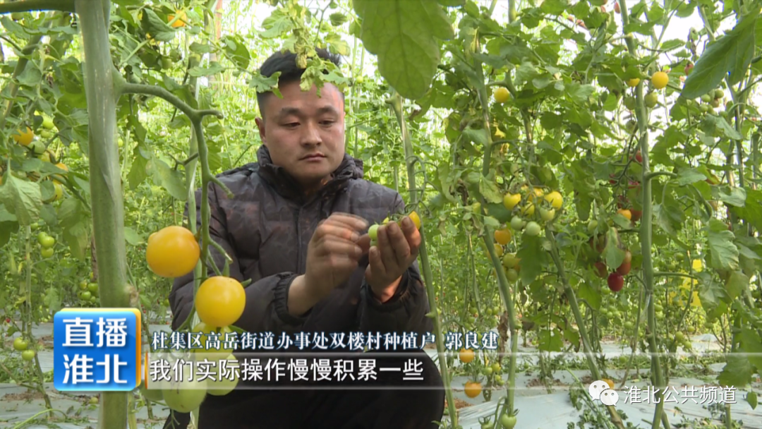 致富大棚种植樱桃视频_大棚樱桃种植技术_大棚樱桃种植致富