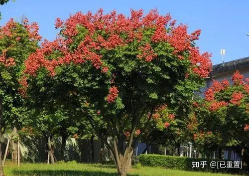 栾树怎么种植技术_种植技术栾树视频_种植技术栾树方法