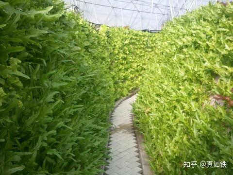 土山药如何种植技术_山药种植栽培技术_山药种植技术与管理