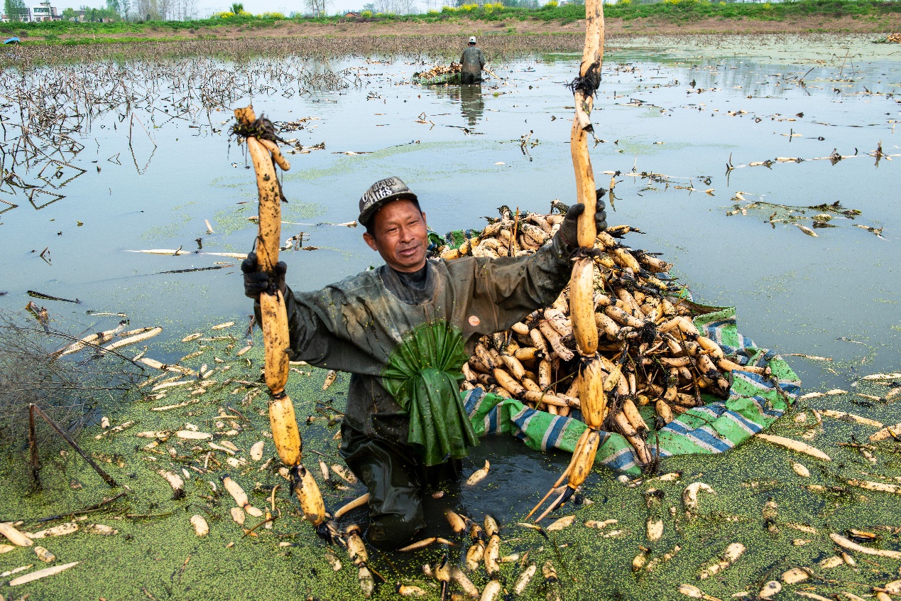 致富经湖北洪湖莲藕_致富经湖北洪湖莲藕_致富经湖北洪湖莲藕