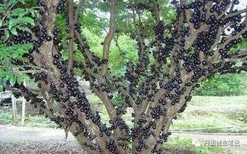 致富种植视频全集_特种种植致富_致富经特种养殖