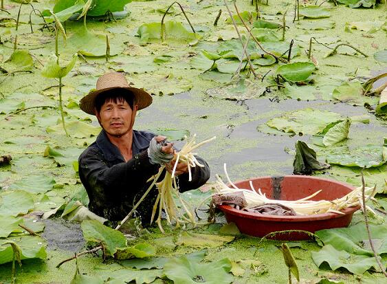 致富经湖北洪湖莲藕_致富经湖北洪湖莲藕_致富经湖北洪湖莲藕