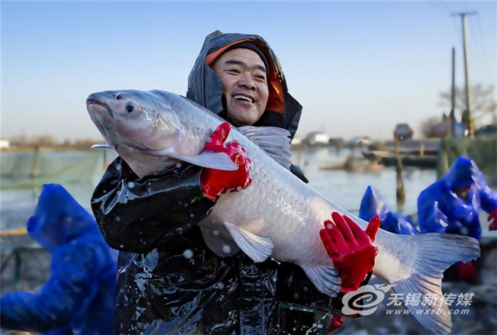 论坛养殖交流青鱼技术与管理_论坛养殖交流青鱼技术研究_青鱼养殖技术交流论坛