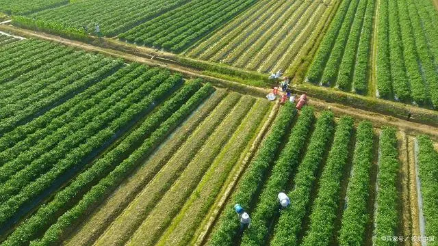 龙须菜设施种植技术_龙须菜种植法_龙须菜的栽培技术