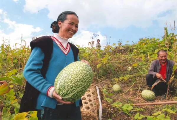 种植丝瓜赚钱吗_致富经丝瓜种植视频_农村种植丝瓜致富