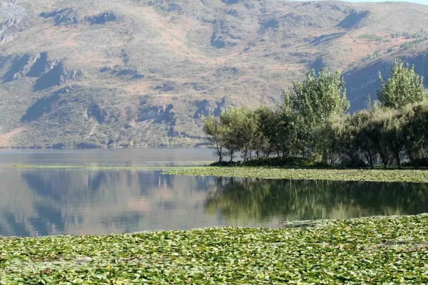 致富经丝瓜种植视频_农村种植丝瓜致富_种植丝瓜赚钱吗