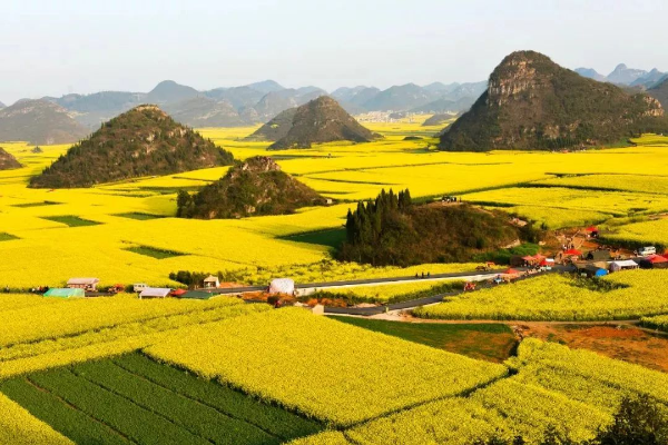 种植丝瓜赚钱吗_致富经丝瓜种植视频_农村种植丝瓜致富