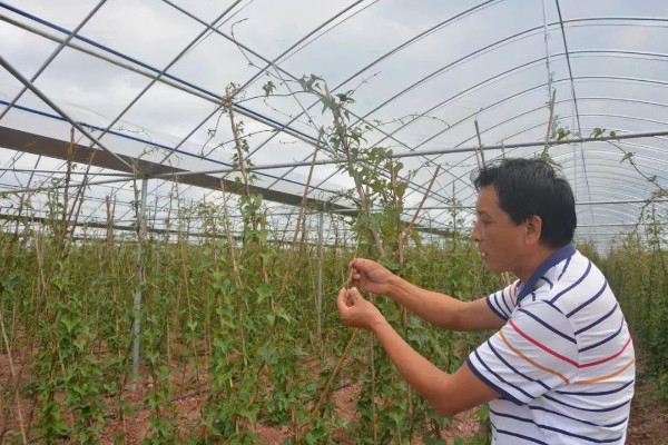 种植丝瓜赚钱吗_致富经丝瓜种植视频_农村种植丝瓜致富