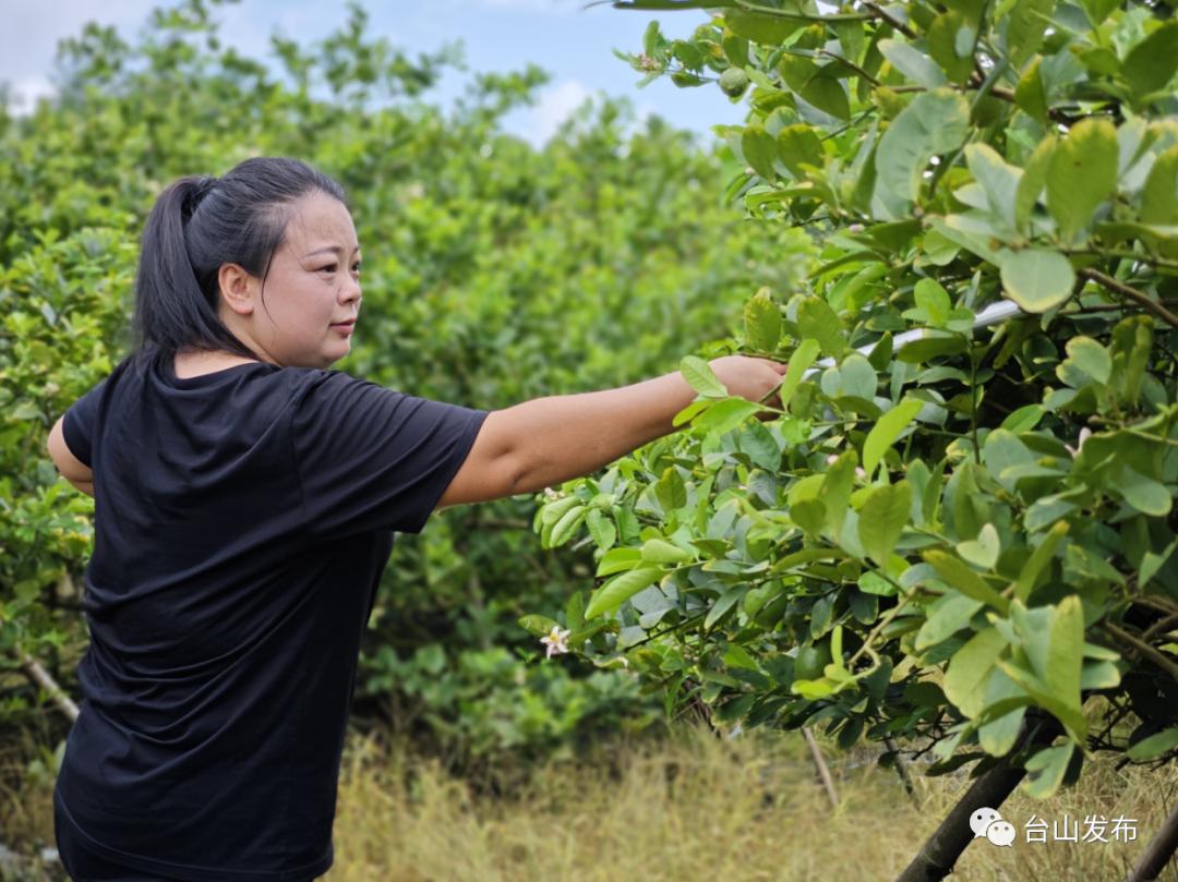 致富经种果树_致富果免费种植_致富种植视频全集