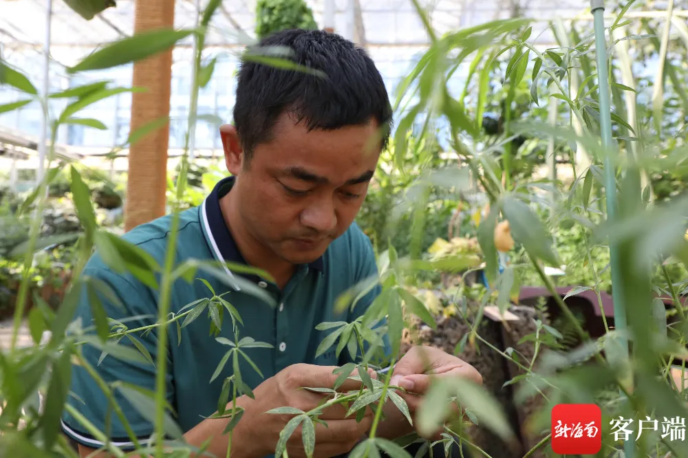 致富果免费种植_致富经种果树_致富种植视频全集