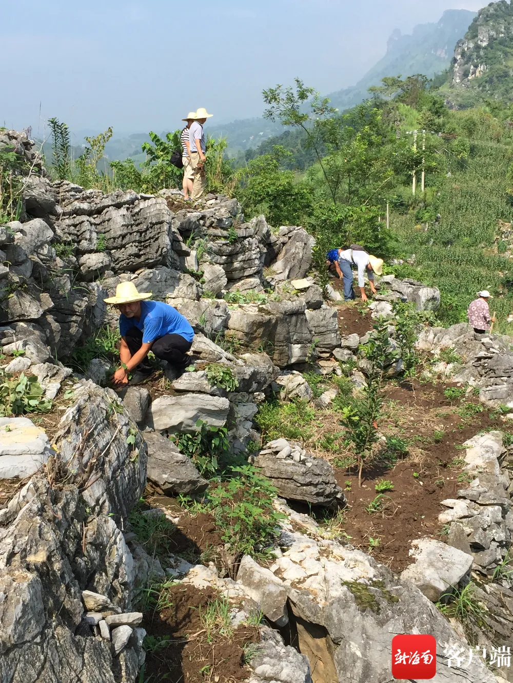 致富种植视频全集_致富经种果树_致富果免费种植