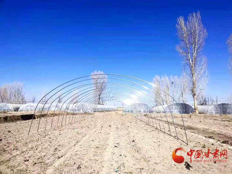 金塔百科_金塔怎么做_金塔种植致富方法