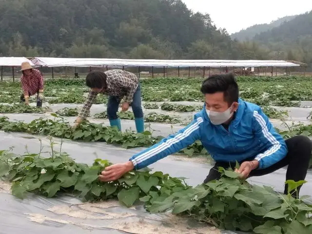 龙须菜设施种植技术_龙须菜种植法_龙须菜如何种植技术