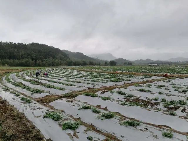 龙须菜种植法_龙须菜如何种植技术_龙须菜设施种植技术