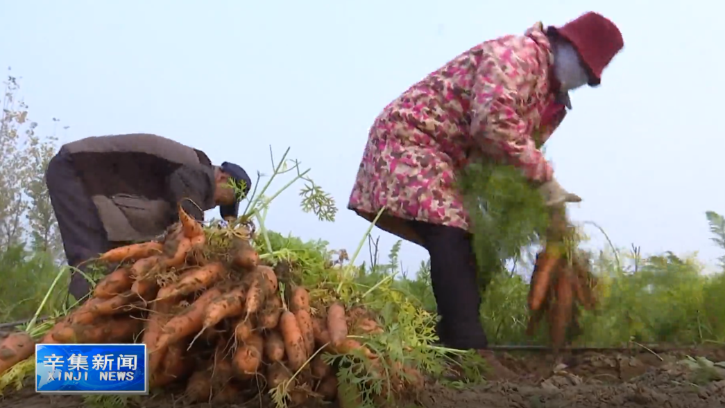 全国种植萝卜致富_全国萝卜种植面积_萝卜致富种植全国多少家