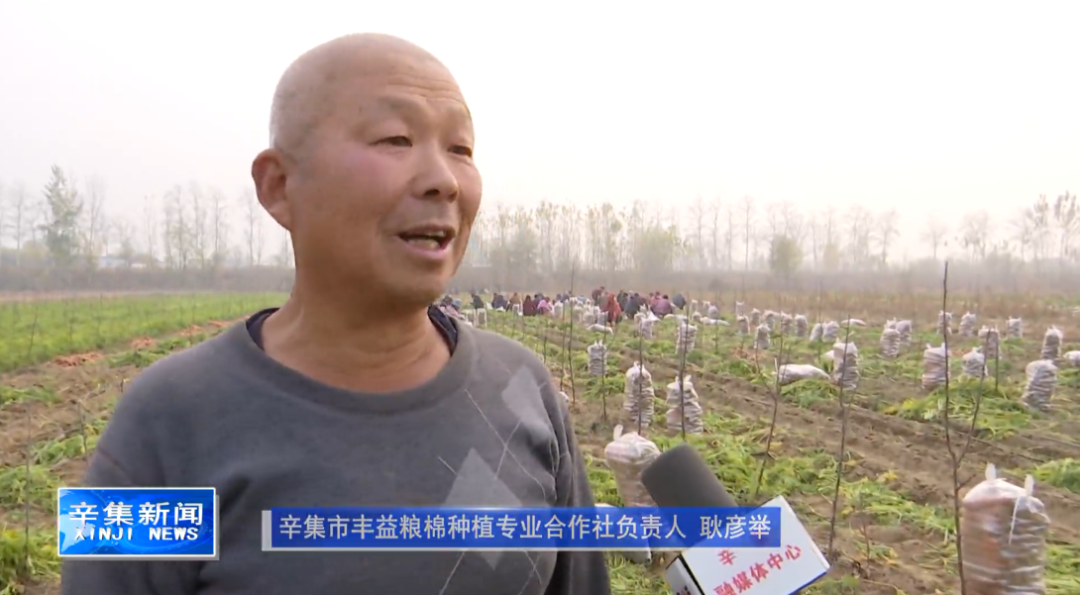 全国种植萝卜致富_萝卜致富种植全国多少家_全国萝卜种植面积