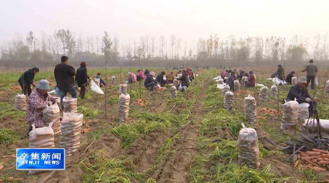 萝卜致富种植全国多少家_全国萝卜种植面积_全国种植萝卜致富