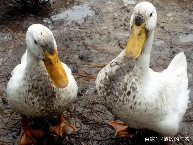 鸭汗的营养价值_鸭汗是什么意思_汗鸭养殖技术